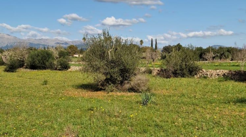Illes Balears - Llubí - 14964m2