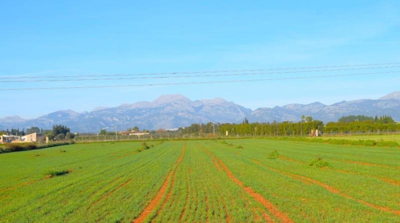 Islas Baleares - Muro - 14196m2