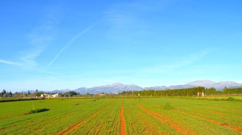 Islas Baleares - Muro - 14196m2