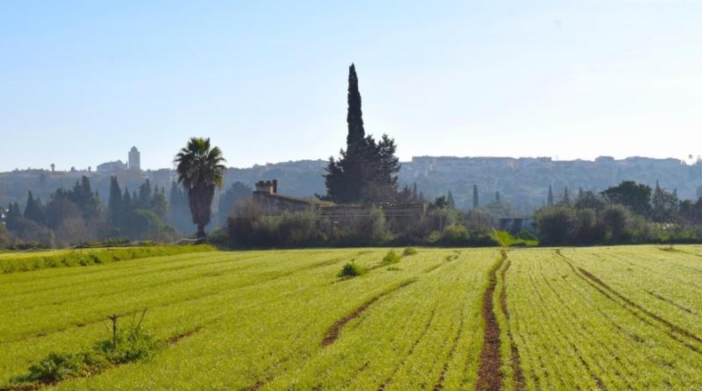Islas Baleares - Muro - 14196m2