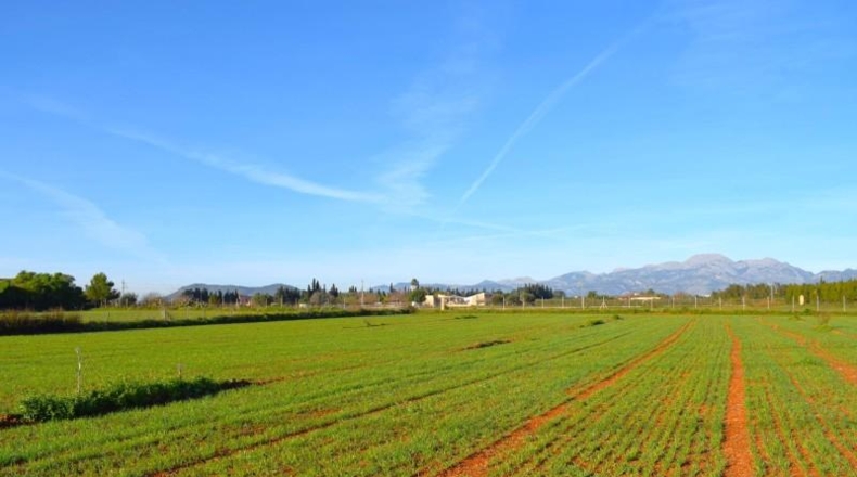 Islas Baleares - Muro - 14196m2