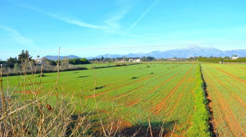 Islas Baleares - Muro - 14196m2