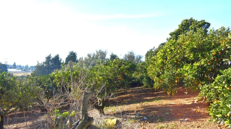 Islas Baleares - Muro - 14196m2