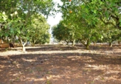 Terreno no urbanizable en venta en la España, Muro, ref: TR374641 foto