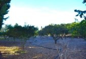 Terreno no urbanizable en venta en la España, Muro, ref: TR374641 foto