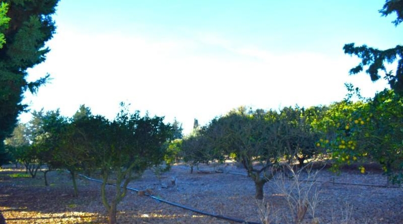 Islas Baleares - Muro - 14196m2