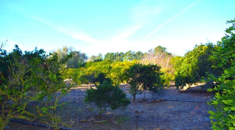 Islas Baleares - Muro - 14196m2