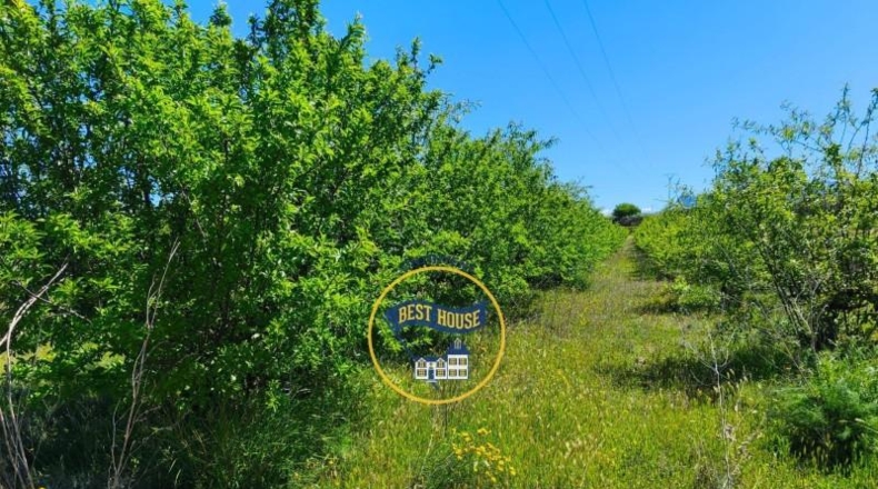 Valencia - Albaida - 56370m2