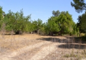 Chalet independiente con terreno en venta en la España, Campanet, ref: TR135304 foto