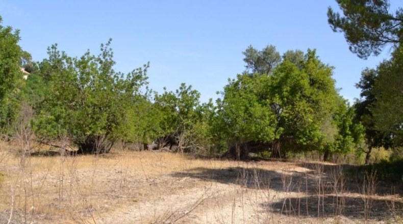 Islas Baleares - Campanet - 14260m2
