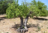 Chalet independiente con terreno en venta en la España, Campanet, ref: TR135304 foto