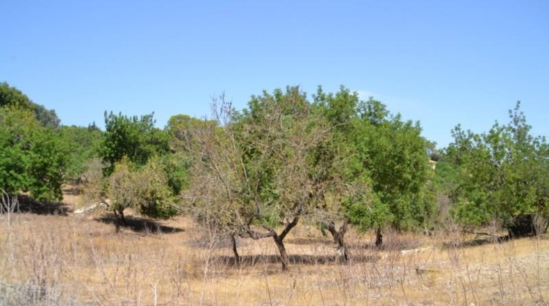 Islas Baleares - Campanet - 14260m2