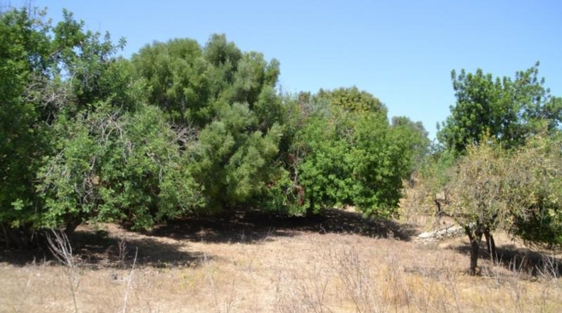 Islas Baleares - Campanet - 14260m2