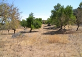 Chalet independiente con terreno en venta en la España, Campanet, ref: TR135304 foto