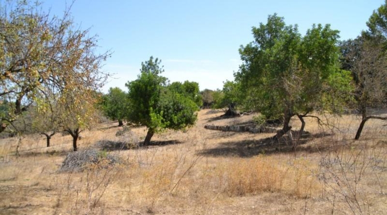 Islas Baleares - Campanet - 14260m2