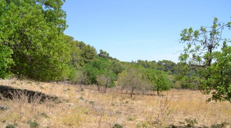 Islas Baleares - Campanet - 14260m2