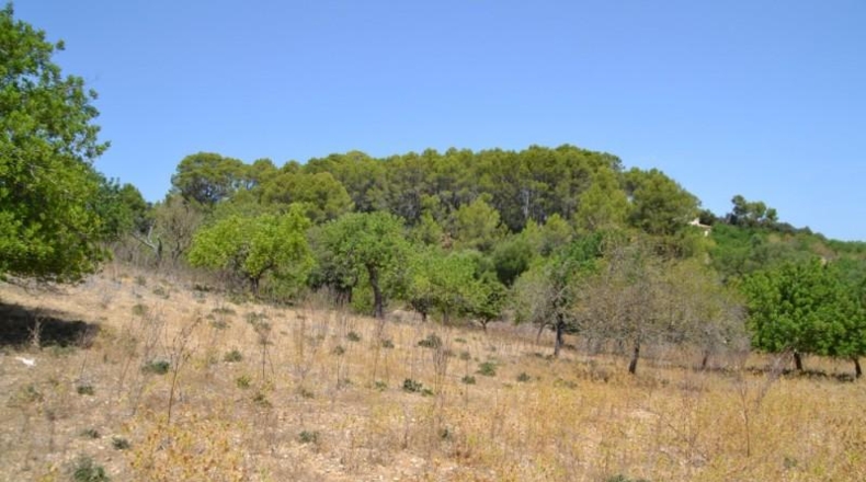 Islas Baleares - Campanet - 14260m2