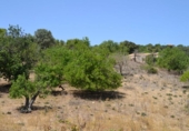 Chalet independiente con terreno en venta en la España, Campanet, ref: TR135304 foto