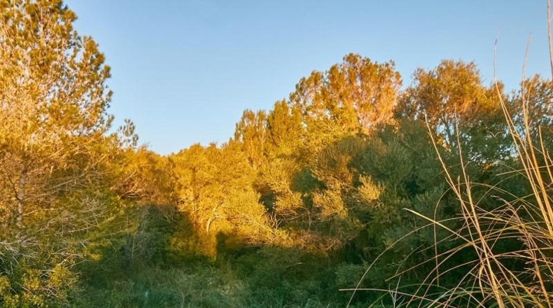Balearic Islands - Manacor - 2180m2