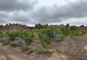 Casa de campo con terreno en venta en la España, Alfarp, ref: TR335948 foto