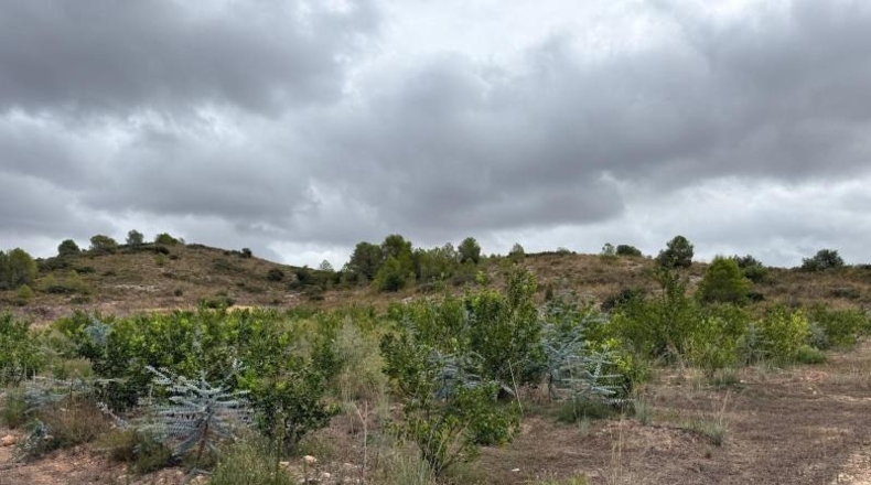 La Rioja - Alfaro - 10289m2