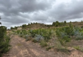 Casa de campo con terreno en venta en la España, Alfarp, ref: TR335948 foto