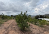 Casa de campo con terreno en venta en la España, Alfarp, ref: TR335948 foto