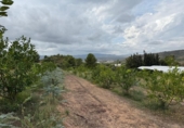 Casa de campo con terreno en venta en la España, Alfarp, ref: TR335948 foto