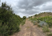 Casa de campo con terreno en venta en la España, Alfarp, ref: TR335948 foto