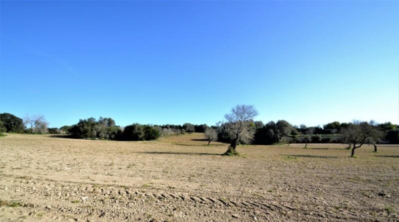 Islas Baleares - Llubí - 25665m2