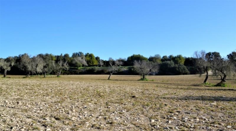 Islas Baleares - Llubí - 25665m2