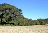 Chalet independiente con terreno en venta en la España, Llubí, ref: TR409725 foto