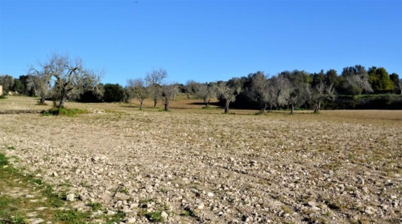 Islas Baleares - Llubí - 25665m2