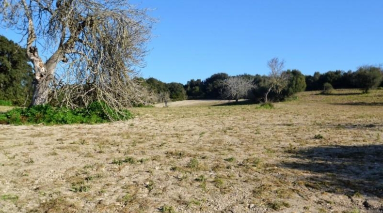 Islas Baleares - Llubí - 25665m2
