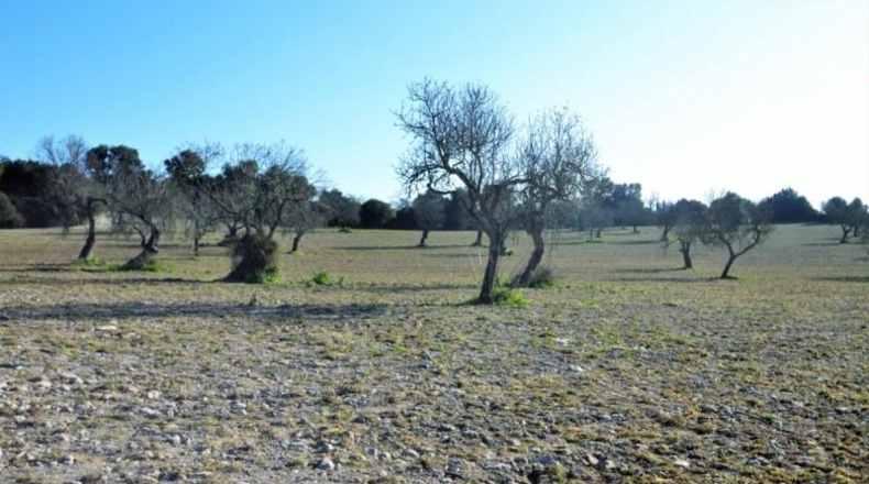 Islas Baleares - Llubí - 25665m2