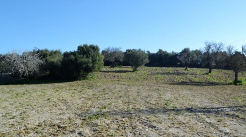 Islas Baleares - Llubí - 25665m2