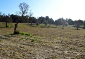 Chalet independiente con terreno en venta en la España, Llubí, ref: TR409725 foto