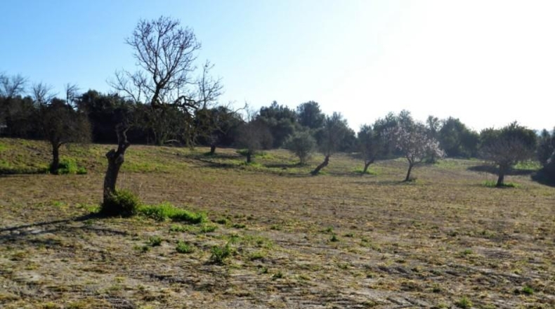Islas Baleares - Llubí - 25665m2