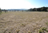 Chalet independiente con terreno en venta en la España, Llubí, ref: TR409725 foto