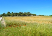 Detached villa with land for sale on España, Muro, ref: TR244939 photo