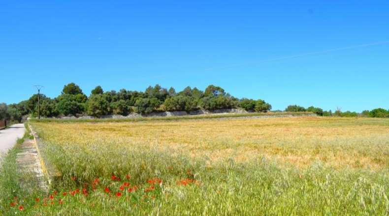 Balearic Islands - Muro - 14100m2