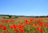 Detached villa with land for sale on España, Muro, ref: TR244939 photo