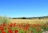 Detached villa with land for sale on España, Muro, ref: TR244939 photo