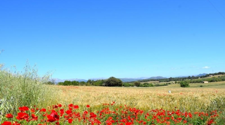 Balearic Islands - Muro - 14100m2