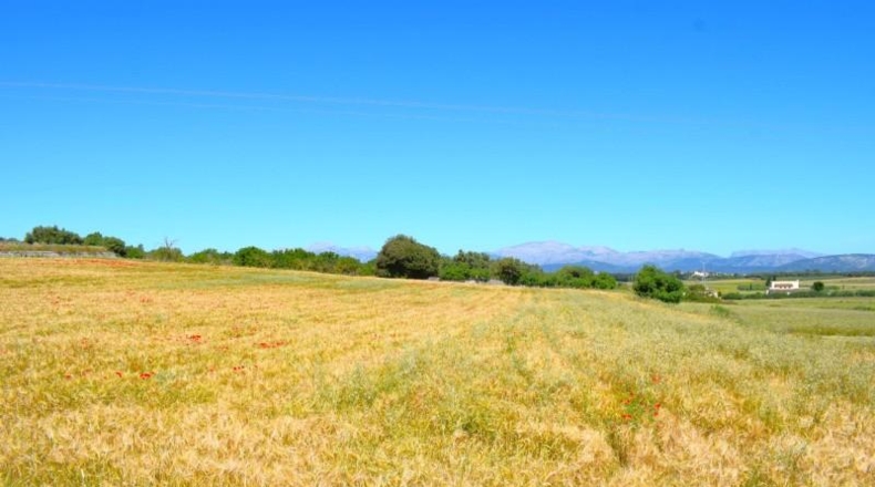 Balearic Islands - Muro - 14100m2