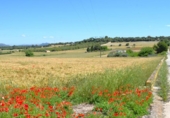 Detached villa with land for sale on España, Muro, ref: TR244939 photo