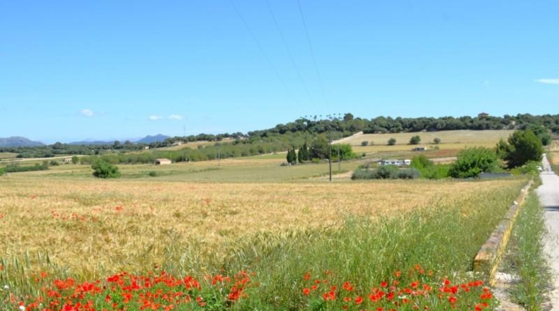 Balearic Islands - Muro - 14100m2