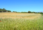 Detached villa with land for sale on España, Muro, ref: TR244939 photo