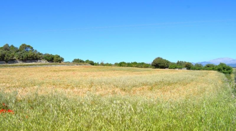 Balearic Islands - Muro - 14100m2