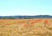 Detached villa with land for sale on España, Muro, ref: TR244939 photo